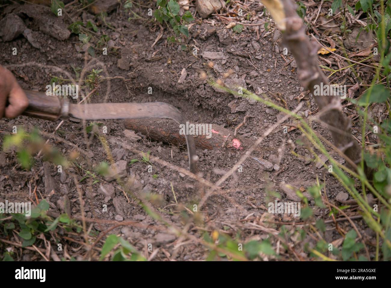 Manihot esculenta, communément appelé manioc, manioc, aipim, guacamota, Le manioc, le manioc ou le lumu est un arbuste vivace de la famille des Euphorbiaceae Banque D'Images