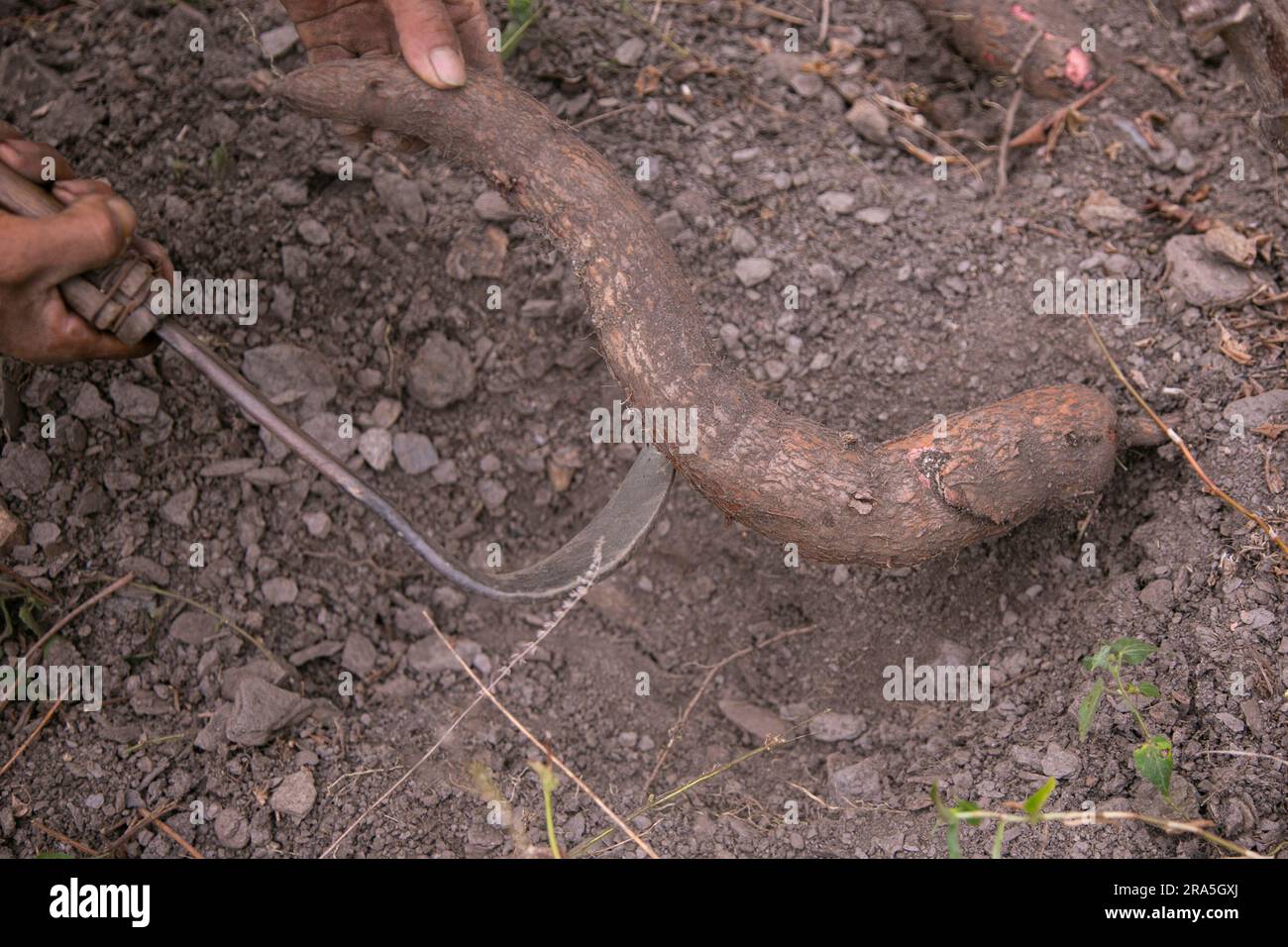 Manihot esculenta, communément appelé manioc, manioc, aipim, guacamota