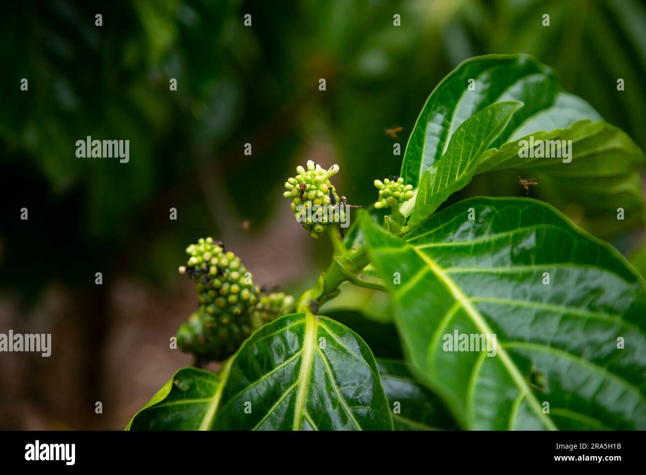 Morinda citrifolia, communément appelée noni, boron soursop, fruit du diable, fruit du paradis ou blackberry indien, est une plante arboricole ou arbustive du frottement Banque D'Images