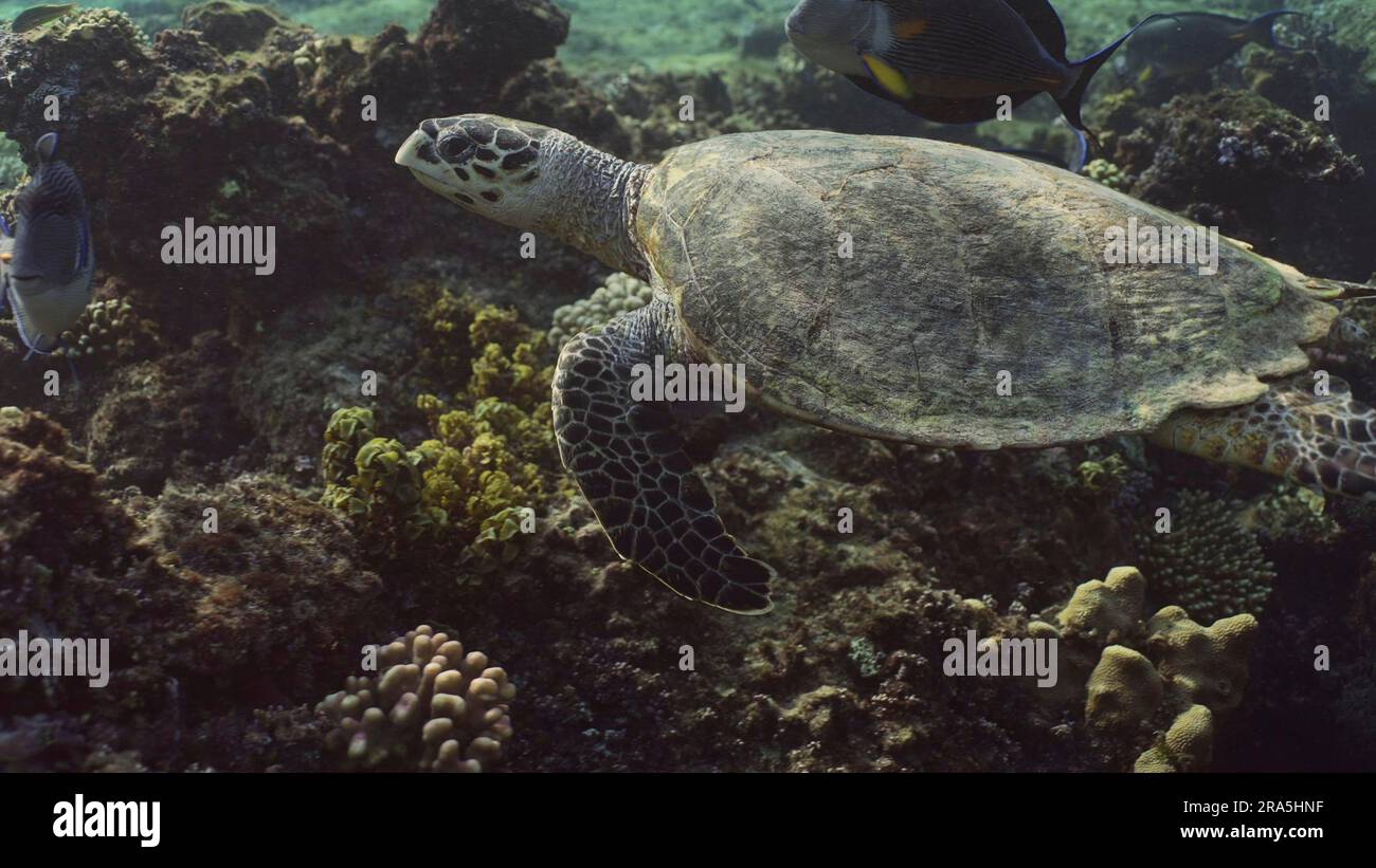 Tortue de mer (Eretmochelys imbricata) ou Bissa nagent au-dessus du récif de corail, mer Rouge, Égypte Banque D'Images