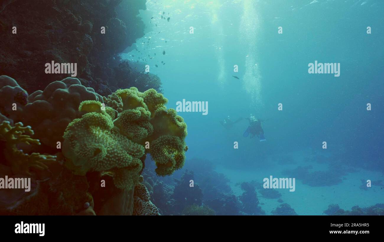 Groupe de plongeurs nageurs de plongée dans les profondeurs à côté du récif de corail en journée ensoleillée, Backlighting (Contre-jour), vue arrière, Mer Rouge, Safaga, Égypte Banque D'Images