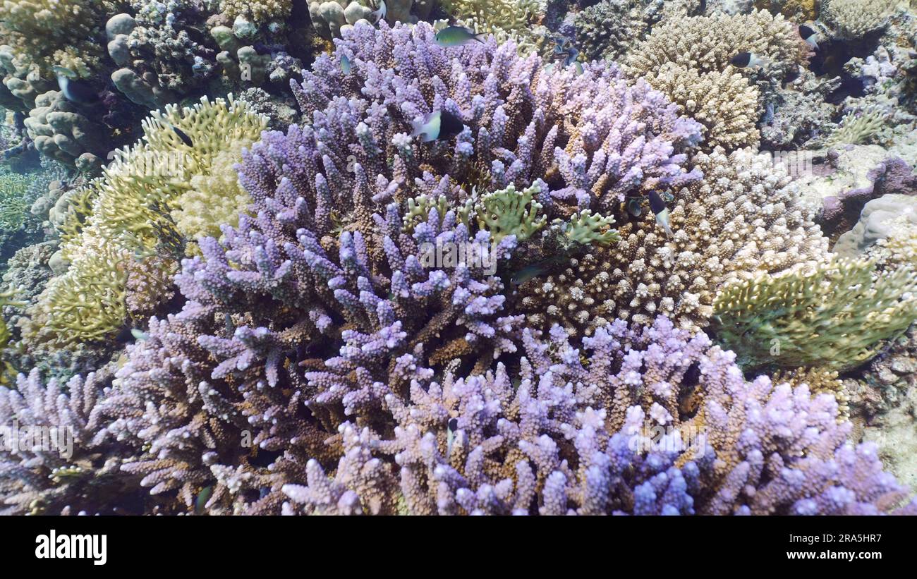 Récif de corail multicolore dans les eaux peu profondes le jour ensoleillé, gros plan du récif de corail le jour ensoleillé, poissons tropicaux colorés nagent autour du récif, Mer Rouge Banque D'Images