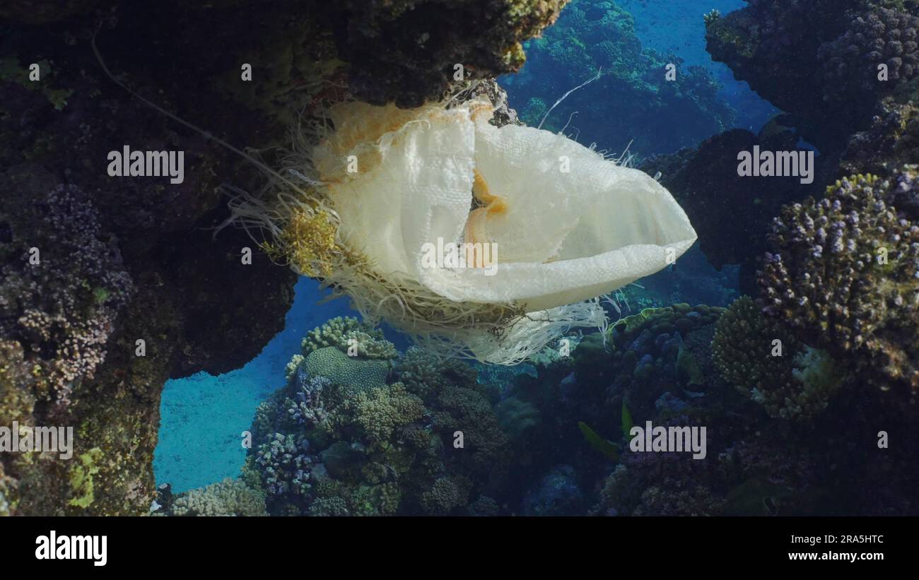 Pollution plastique, gros plan du sac plastique suspendu sur le récif. Un vieux sac en acrylique blanc accroché sur le récif de corail et se balance dans le courant de l'eau, Red Sea, Egypte Banque D'Images