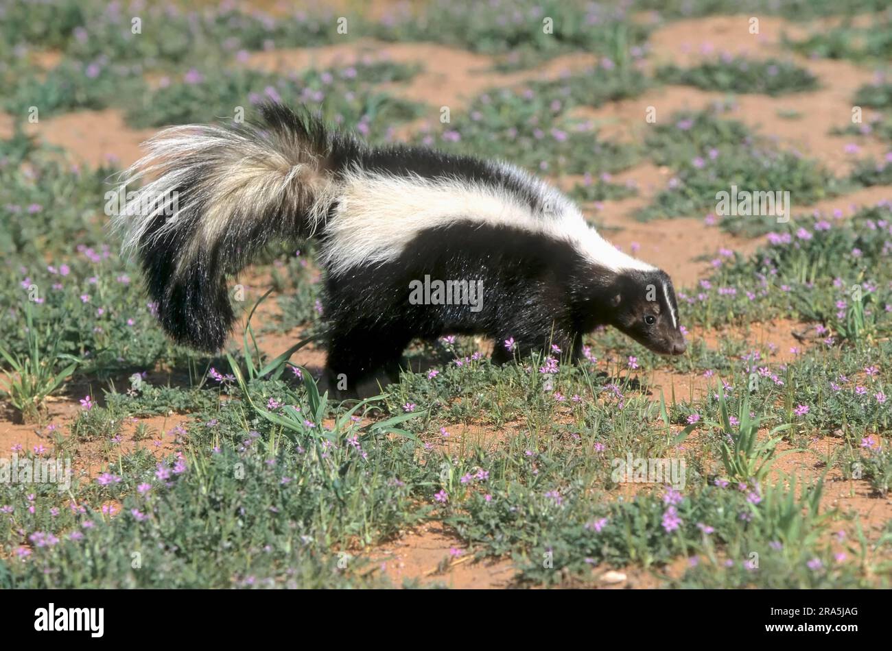 Skunk rayée (Mephitis mephitis), skunk Banque D'Images