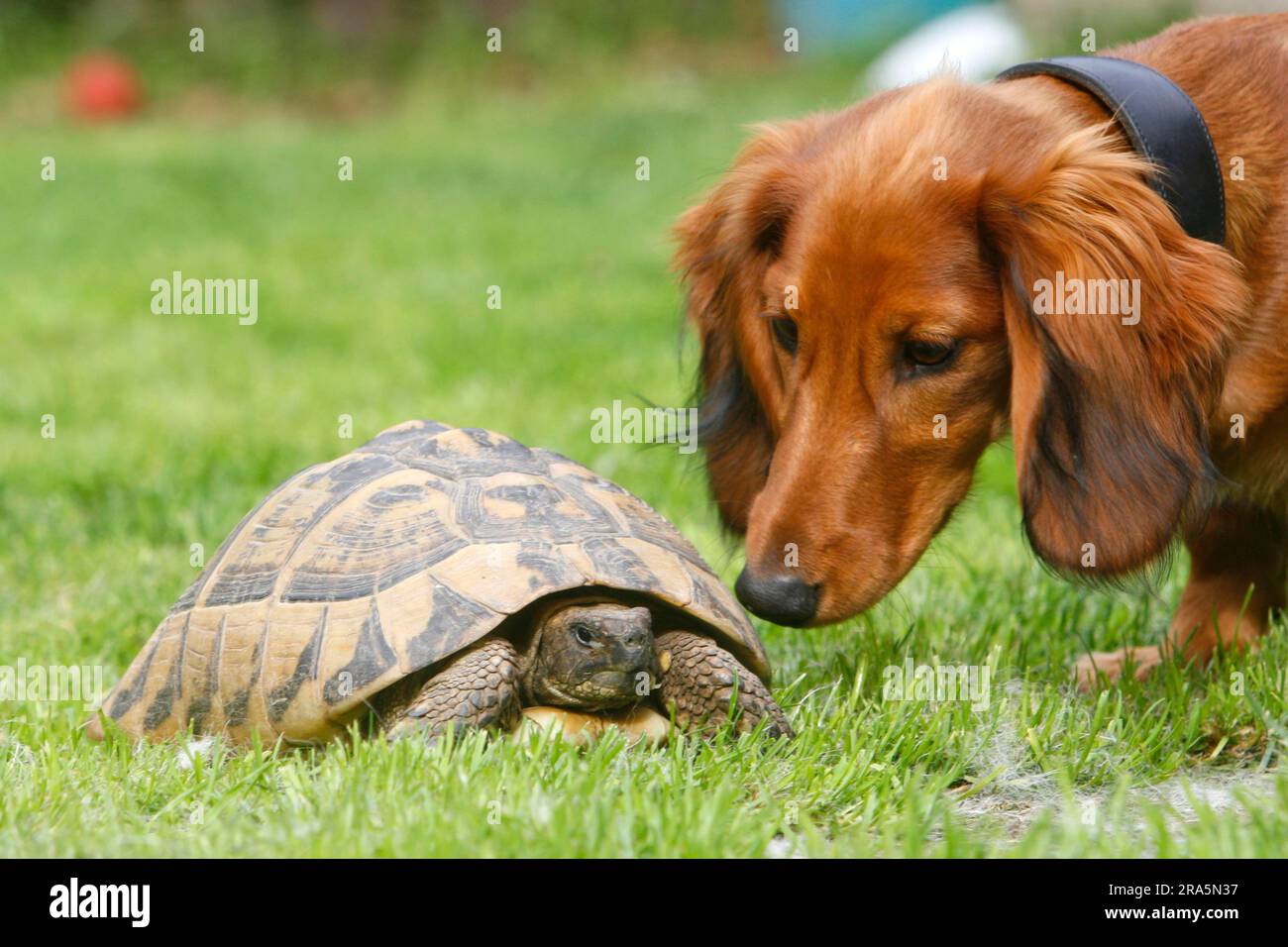 Dachshund à poil long et tortue grecque (Testudo hermanni boettgeri), dachshund, dachshund, tortue Banque D'Images