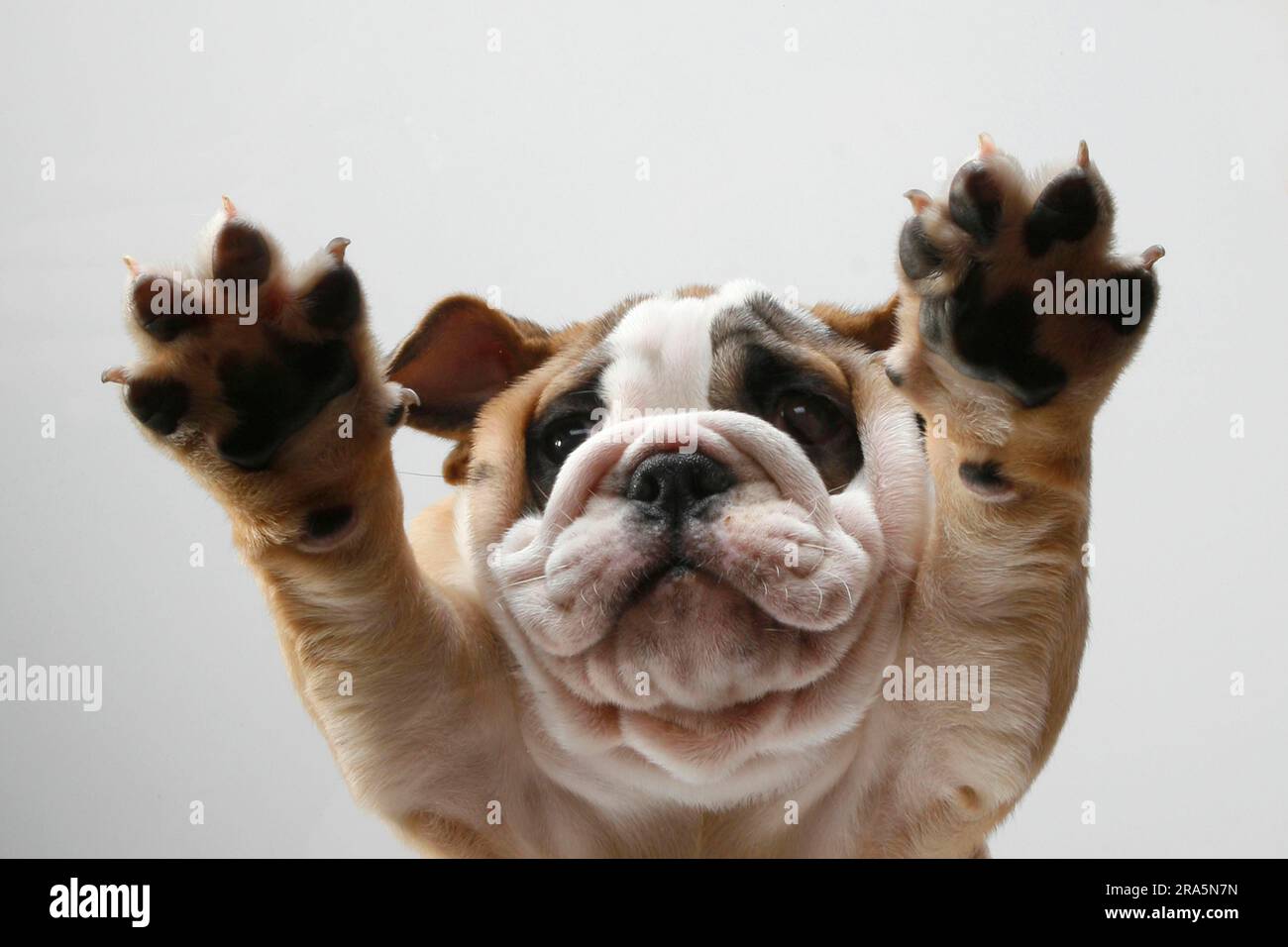 Bulldog anglais, Puppy, 10 semaines Banque D'Images