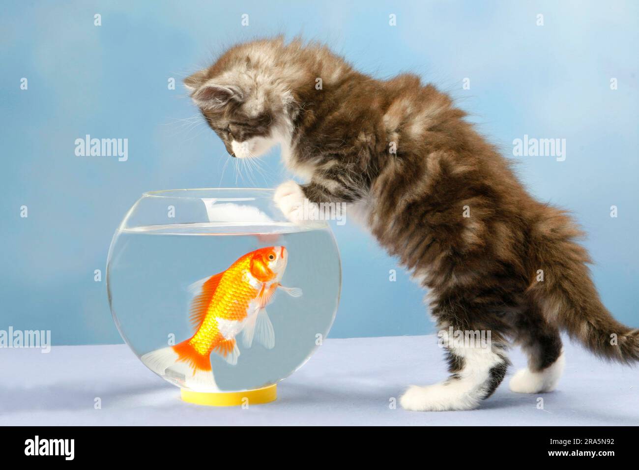 Norwegian Forest Cat, chaton, 7 semaines, et le poisson rouge dans un pot Banque D'Images