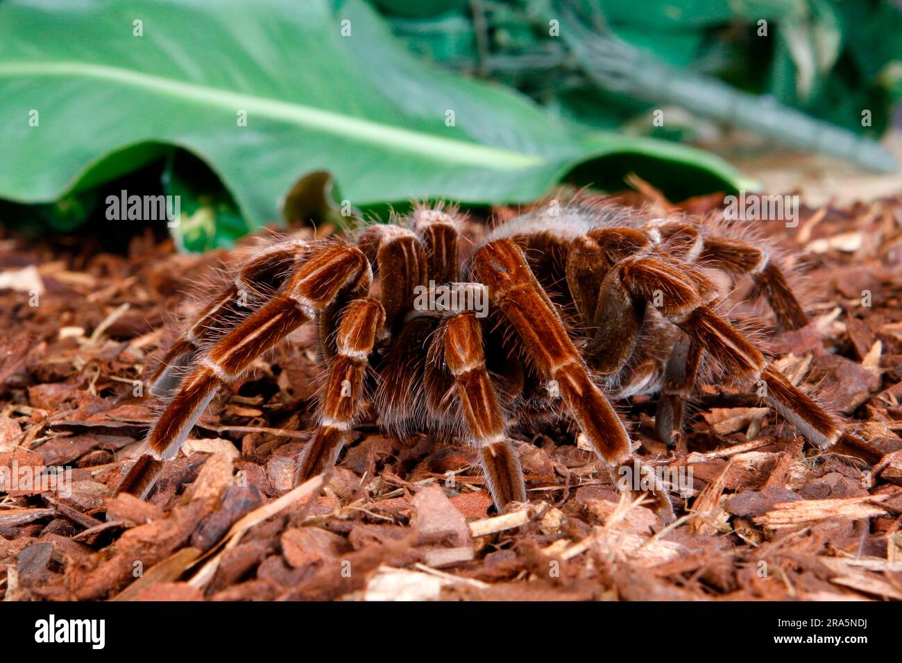Fleur rose brésilienne (Pamphobeteus platyomma) (Vitalius platyomma), Tarantula Kolumbien-Riesenvogelspinne (Pamphobeteus platyomma) (Vitalius Banque D'Images