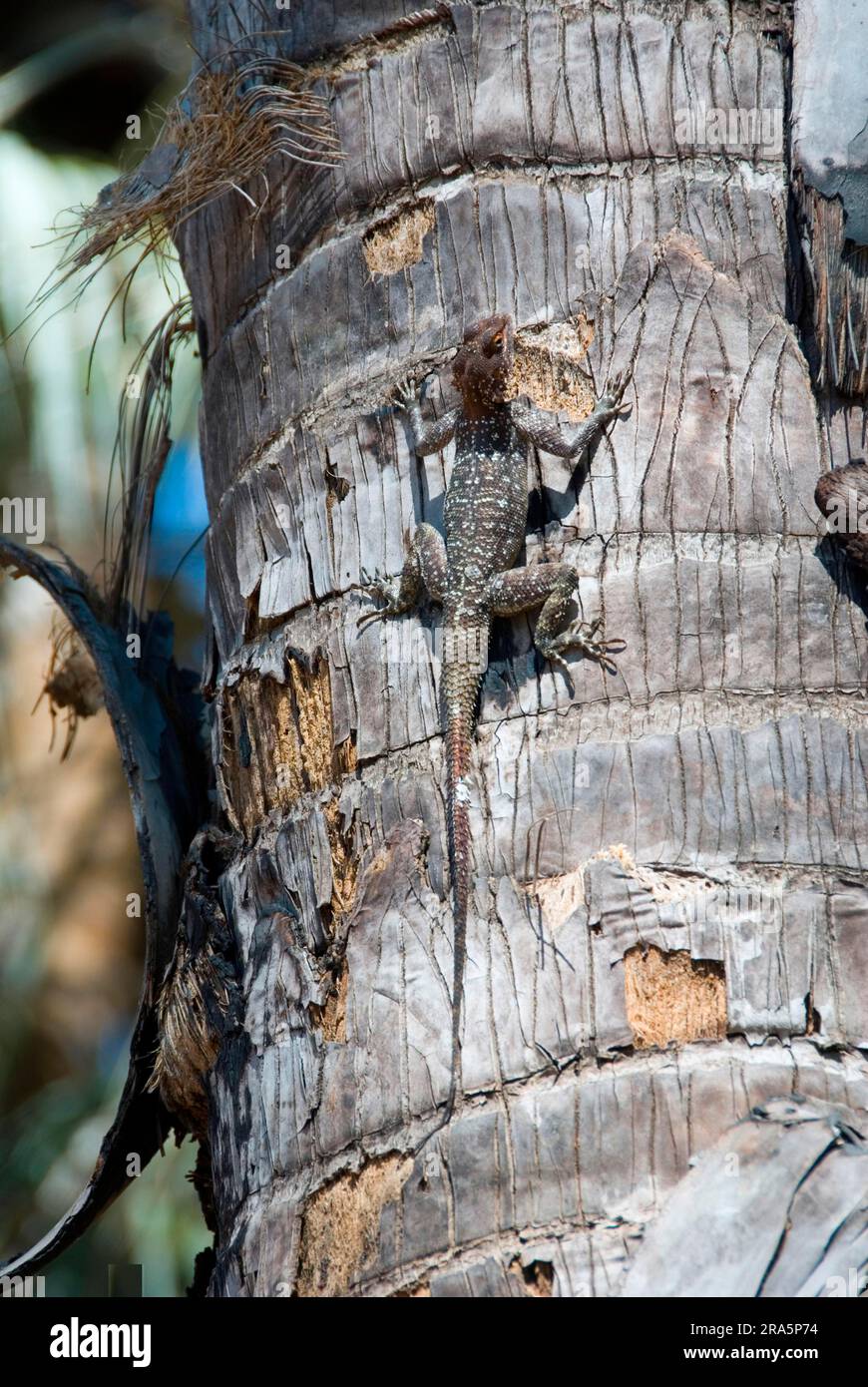 Commune commune (agama) (agama agama), agama à tête rouge, Agamidae, Namibie Banque D'Images