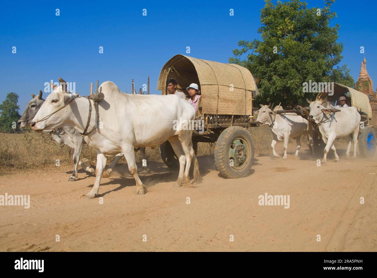 Ox-cart, ncart, brouillon ox, brouillon oxen, ncart, Zébu, bétail de zébu, Bagan, Birmanie, Pagan, Myanmar Banque D'Images