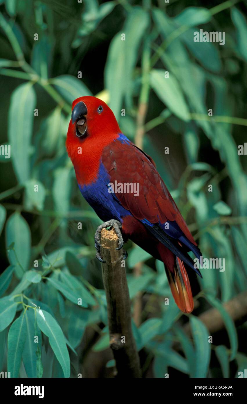 Nouveau-guinée eclectus perroquet à flancs rouges (Eclectus roratus polychloros), femelle Banque D'Images