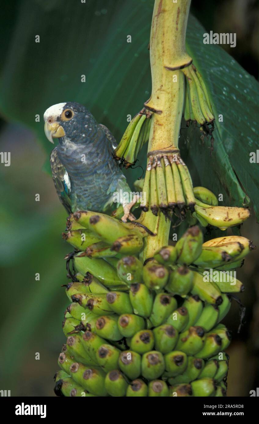 Pionus (Pionus senilis) à couronne blanche sur l'usine de Banana, au Honduras Banque D'Images