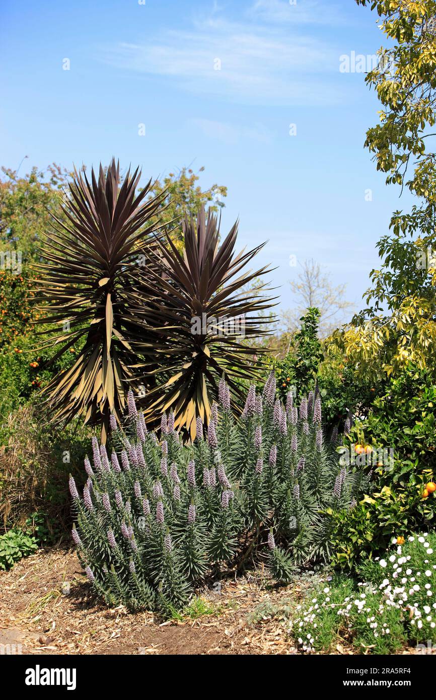 Madeiran fierté de madère (Echium candicans) Banque D'Images