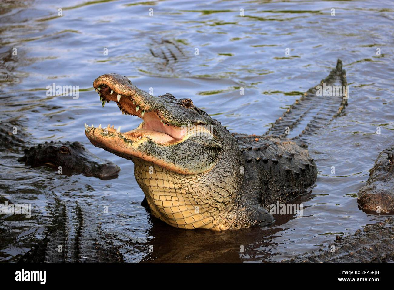 Alligators américains (Alligator mississippiensis), Floride, États-Unis Banque D'Images