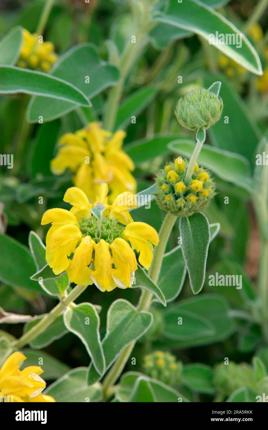 Sage de Jérusalem (Phlomis fruticosa), Crète, Grèce Banque D'Images