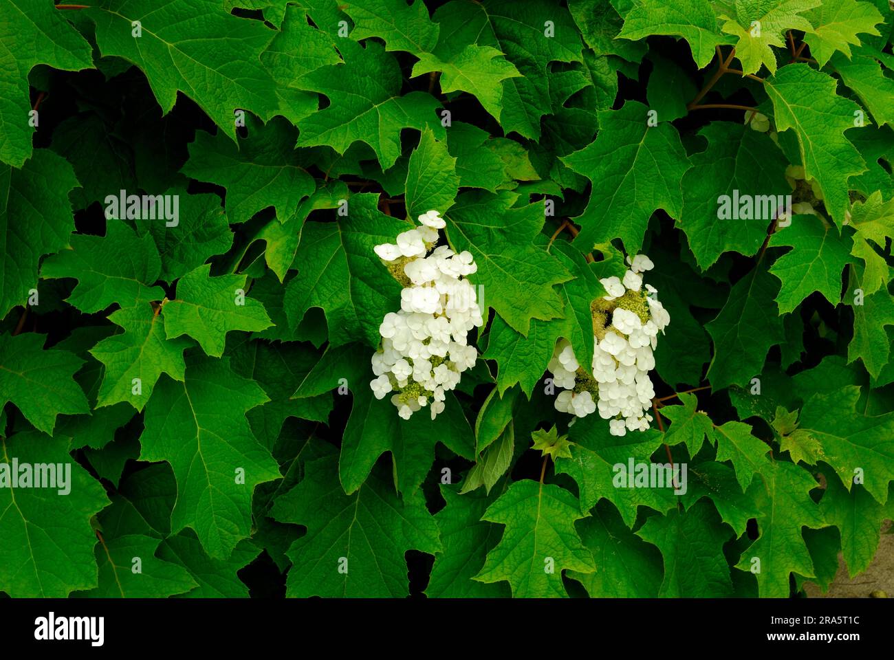 Hortensia d'Oakleaf (Hydrangea quercifolia) Banque D'Images