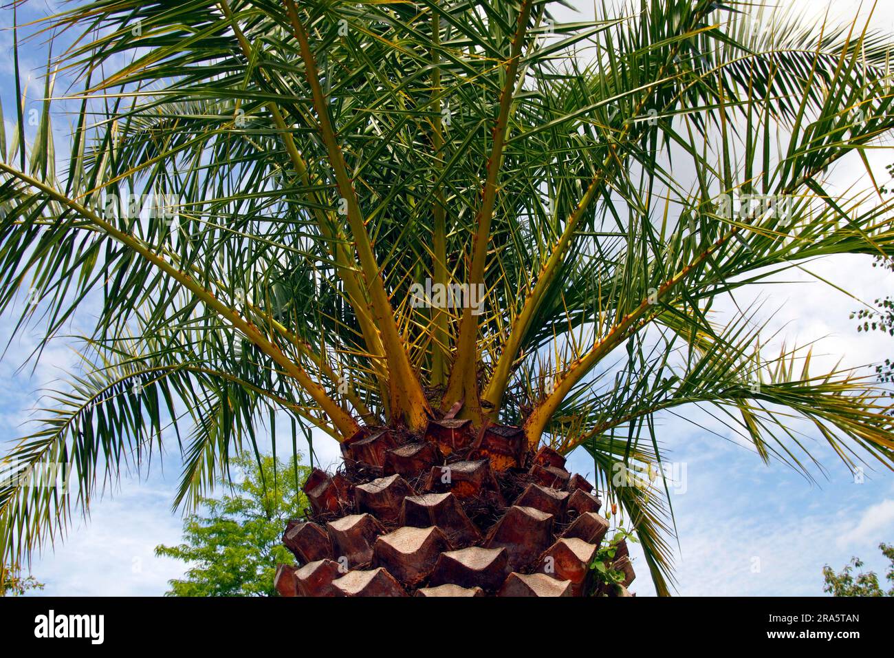 Palmier date de l'île des Canaries (Phoenix canariensis), Îles Canaries, Espagne Banque D'Images