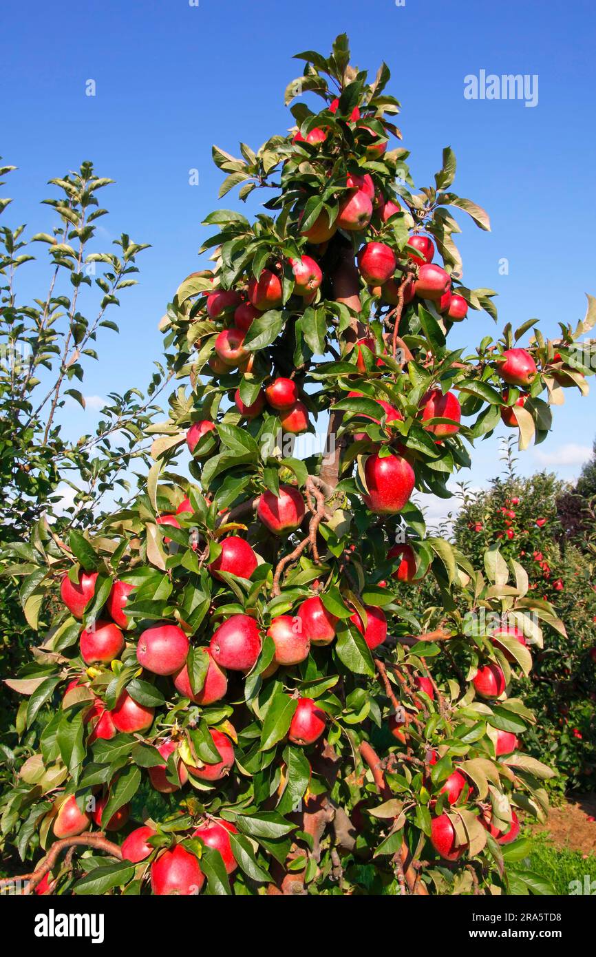 Pommes mûres sur l'arbre, pomme, pomme Banque D'Images