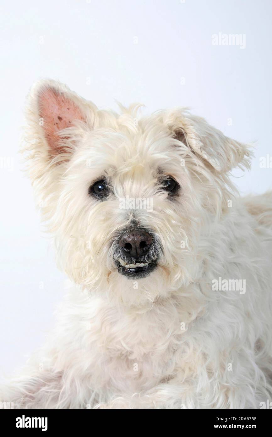 Chien mixte, vieux chien, 14 ans, dents mal alignées Banque D'Images