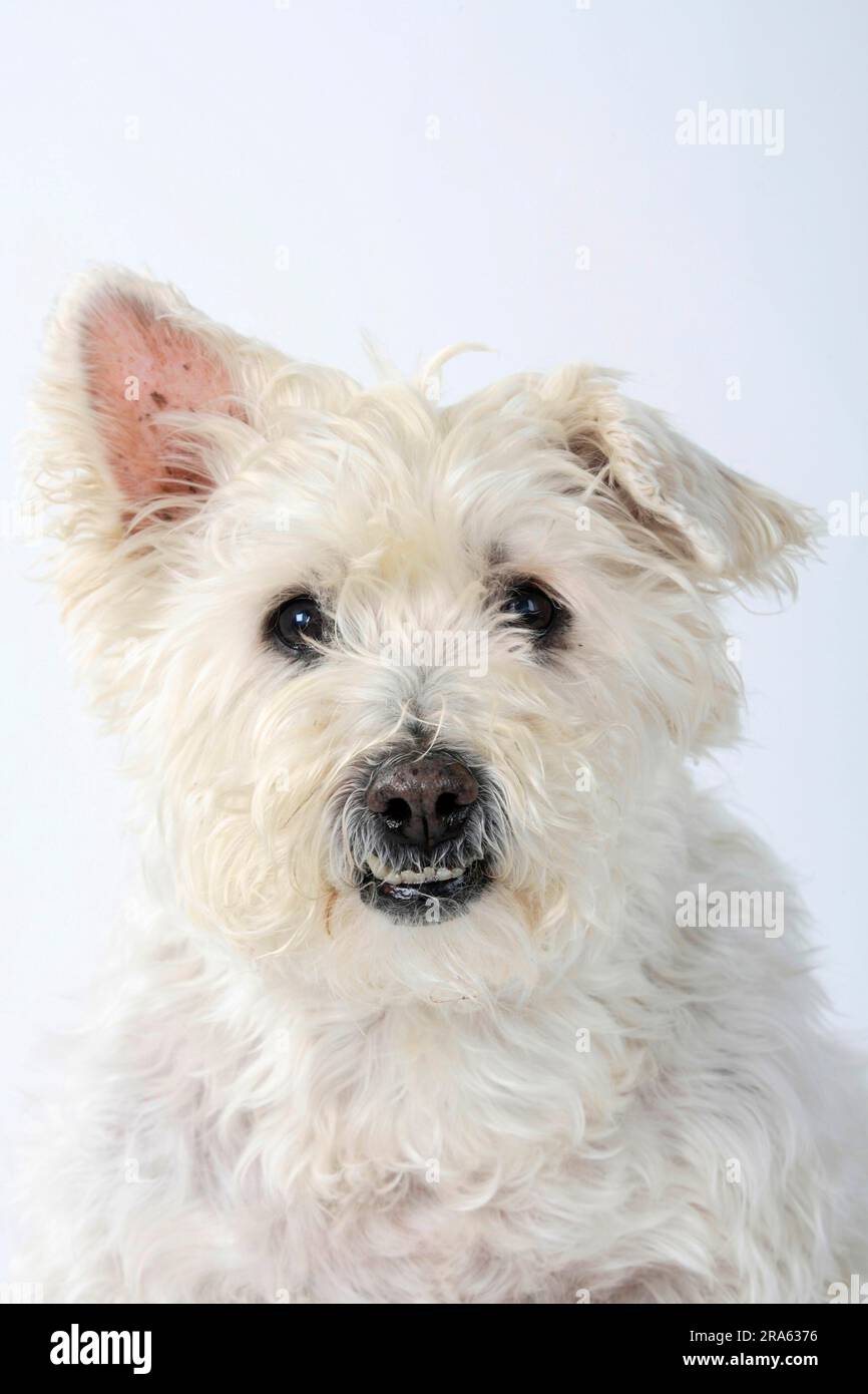 Chien mixte, vieux chien, 14 ans, dents mal alignées Banque D'Images