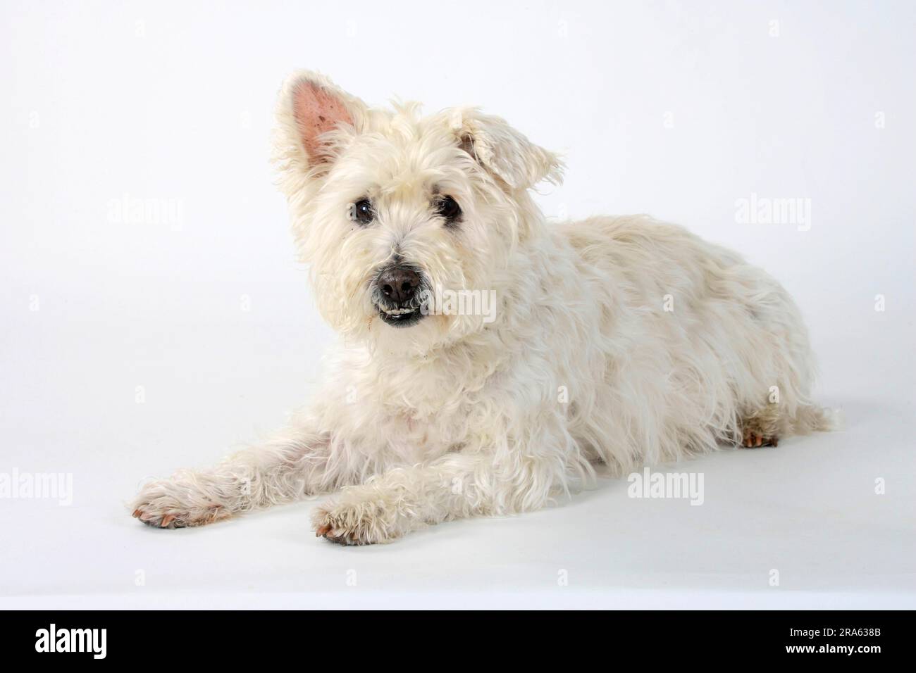 Chien mixte, vieux chien, 14 ans, dents mal alignées Banque D'Images