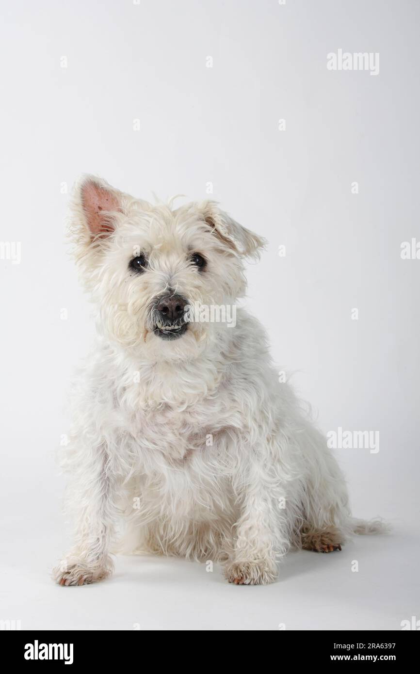 Chien mixte, vieux chien, 14 ans, dents mal alignées Banque D'Images