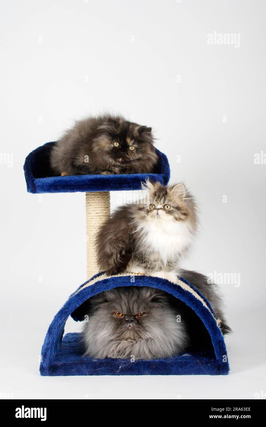 Chats persans, hommes, fumée bleue, et chaton, 12 semaines, arbre de chat Banque D'Images