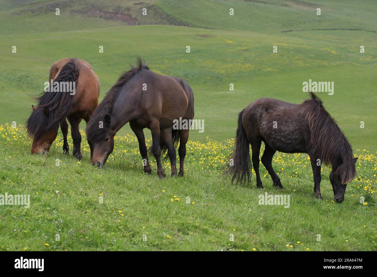 Poneys islandais, islandais, cheval islandais, Islande Banque D'Images