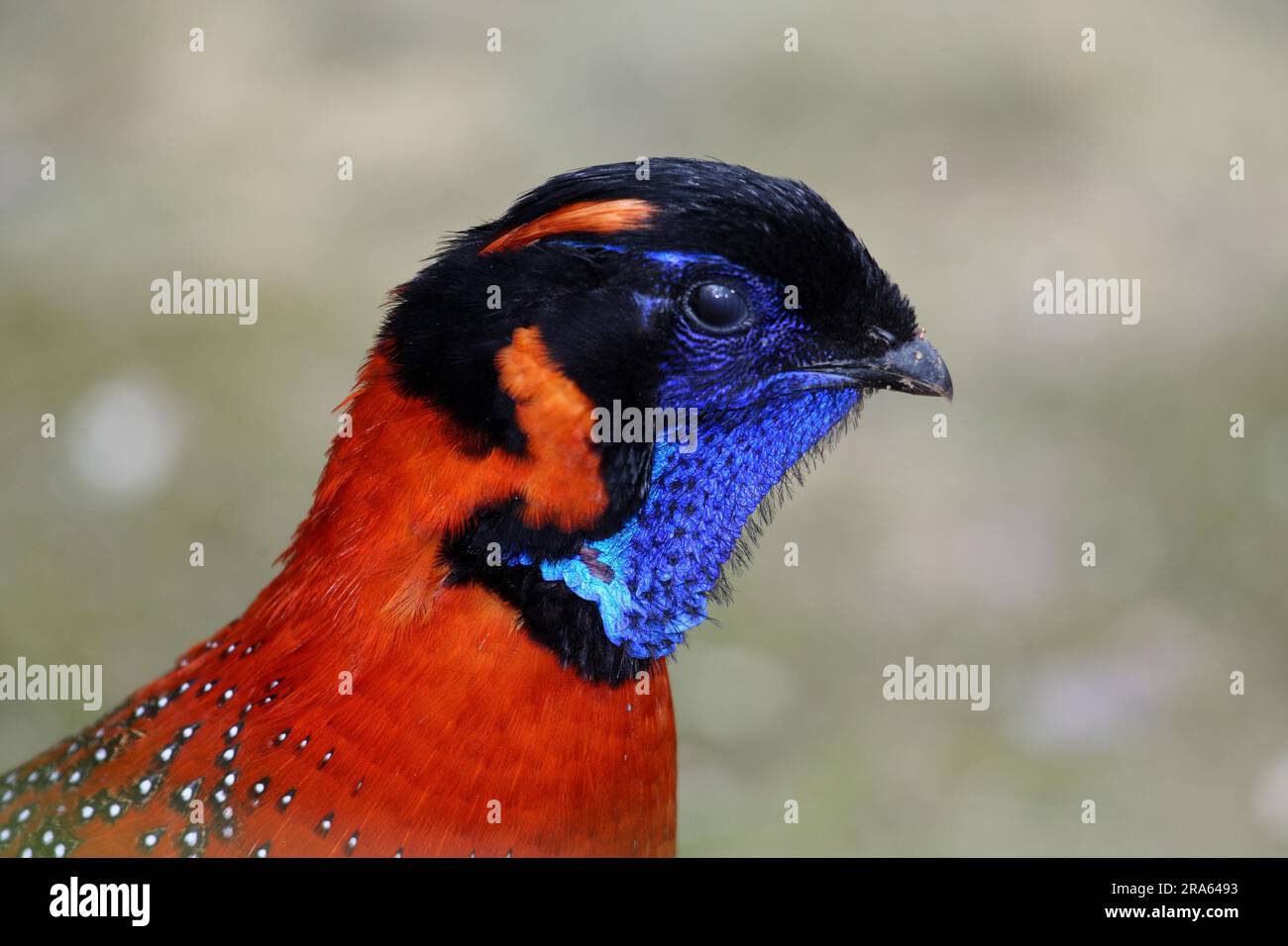 Tragopan (Tragopan satyra), Satyr tragopan Banque D'Images