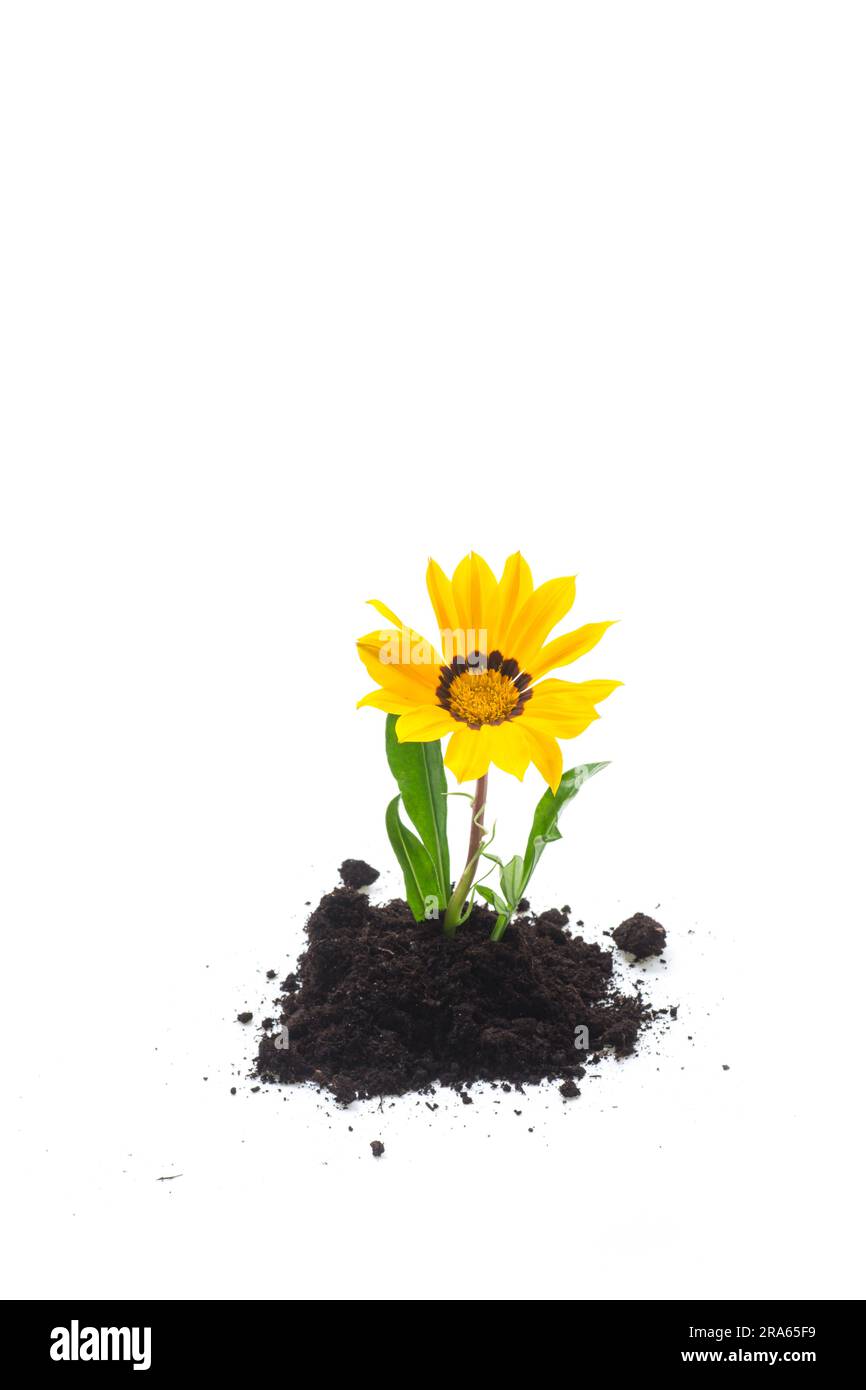 la fleur jaune pousse dans le sol, isolée sur fond blanc. Banque D'Images