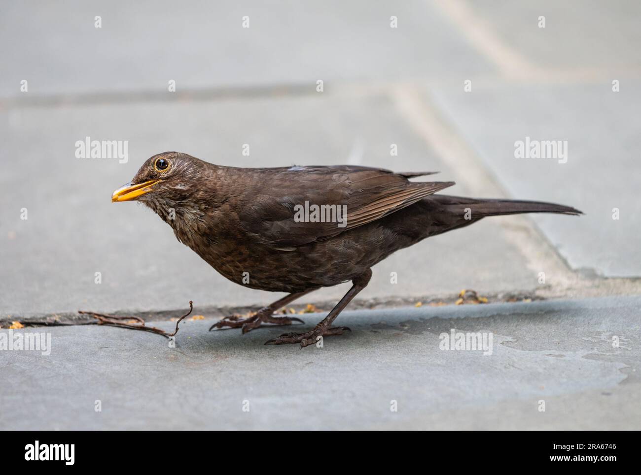 Une femelle de Blackbird commun (Turdus merula) avec un plumage brun foncé et un bec jaune terne debout sur une surface de patio en pierre. Banque D'Images