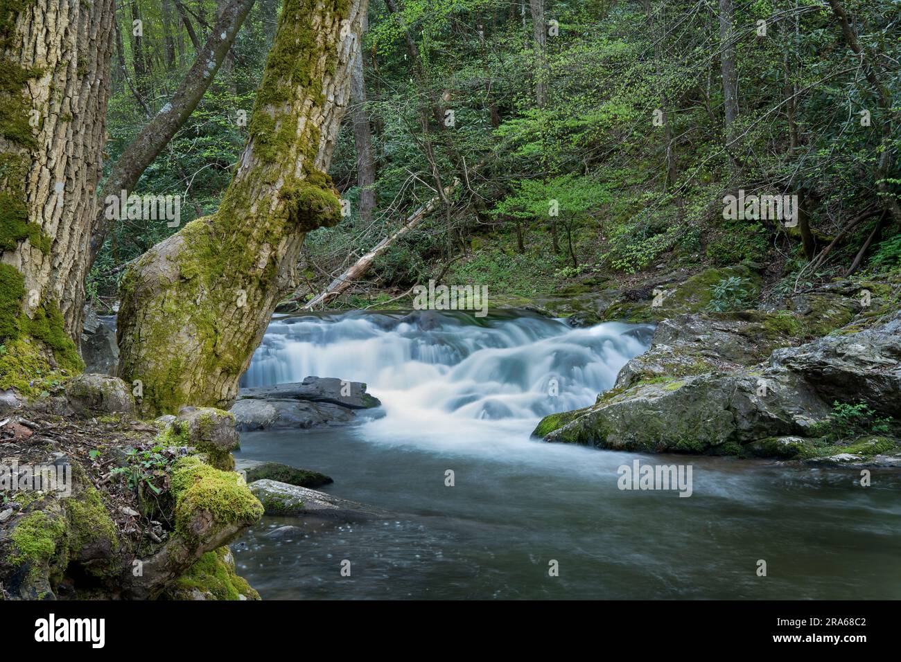 Cascade de Laurel Creek, parc national des Great Smoky Mountains, TN, États-Unis par Dominique Braud/Dembinsky photo Assoc Banque D'Images