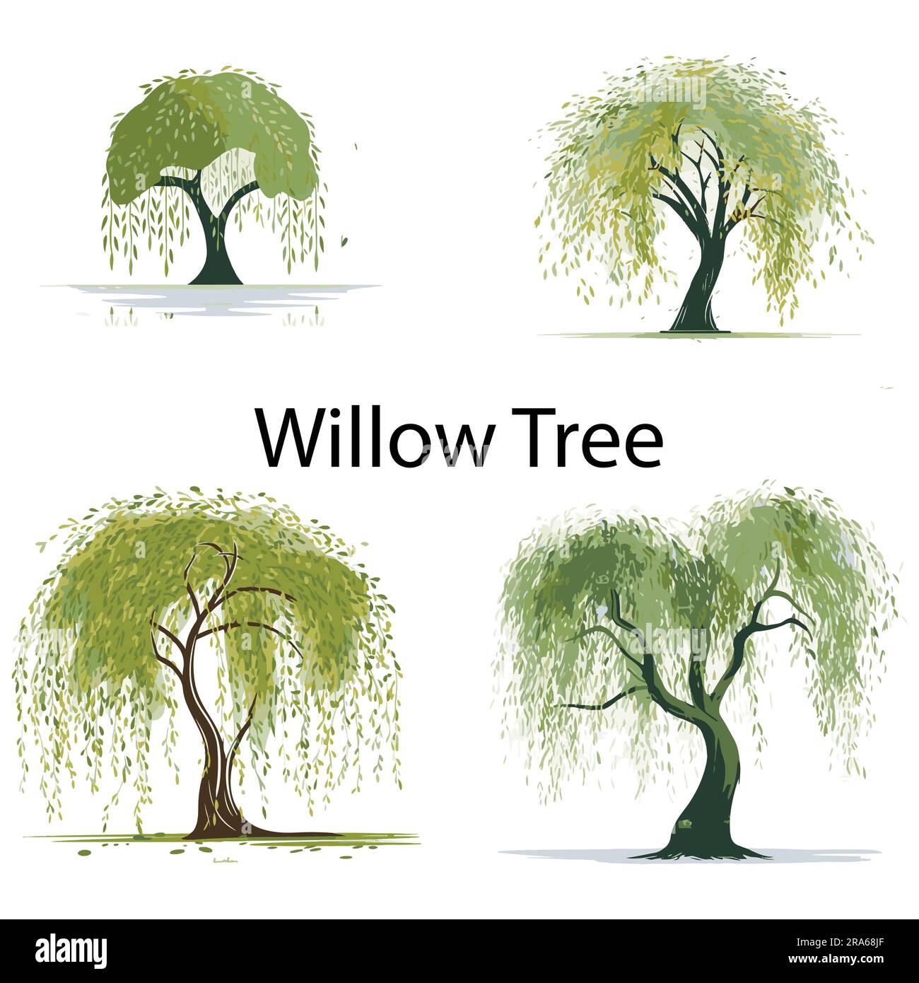 Un ensemble d'illustrations vectorielles de l'arbre à saule plat Illustration de Vecteur