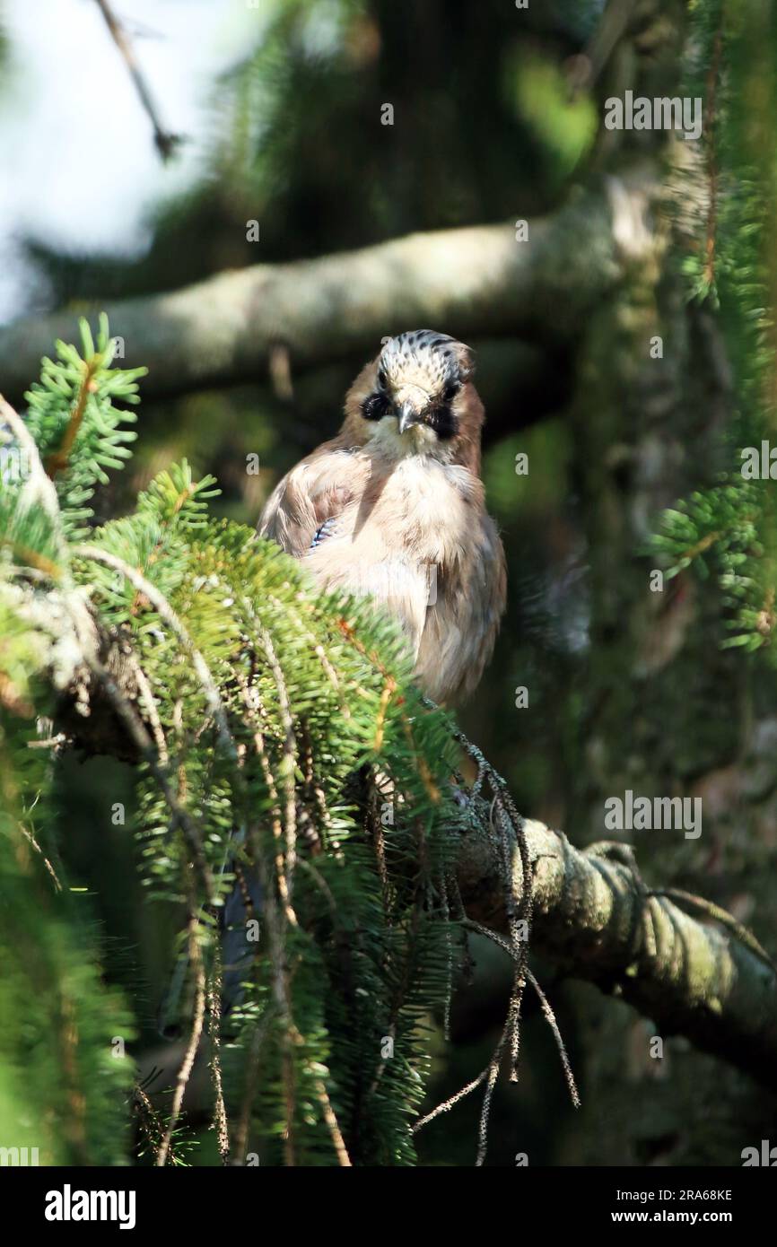 Gros plan d'un geai eurasien, Garrulus glandarius, perché sur une branche de pin. Gros plan de Jay eurasien. Oiseaux dans la faune. Phot extérieur Banque D'Images