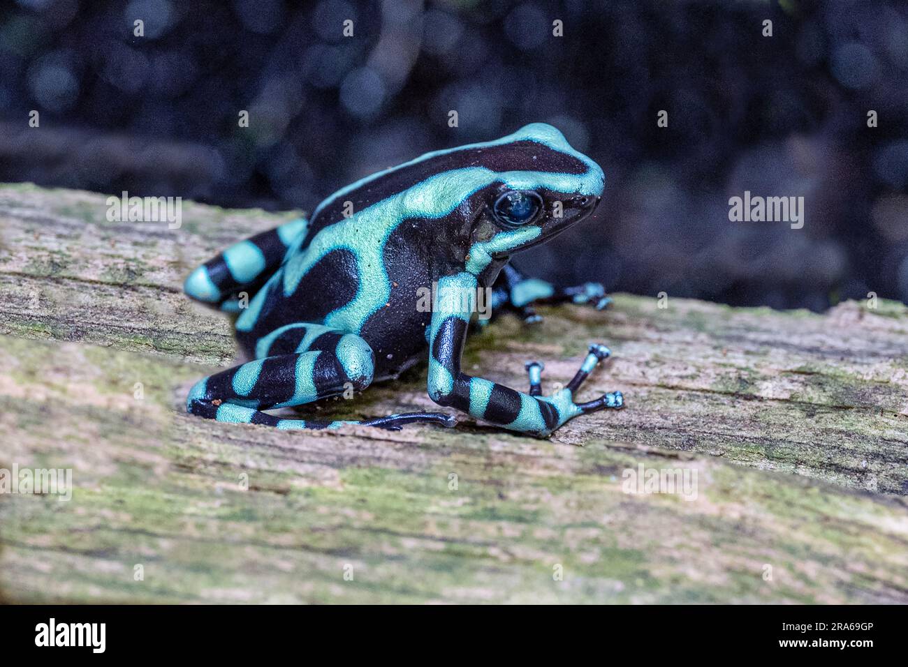 Grenouille de poison vert et noir, Dendrobates auratus. Sa coloration aposématique brillante avertit les prédateurs qu'il est poison et sert de défense. Banque D'Images
