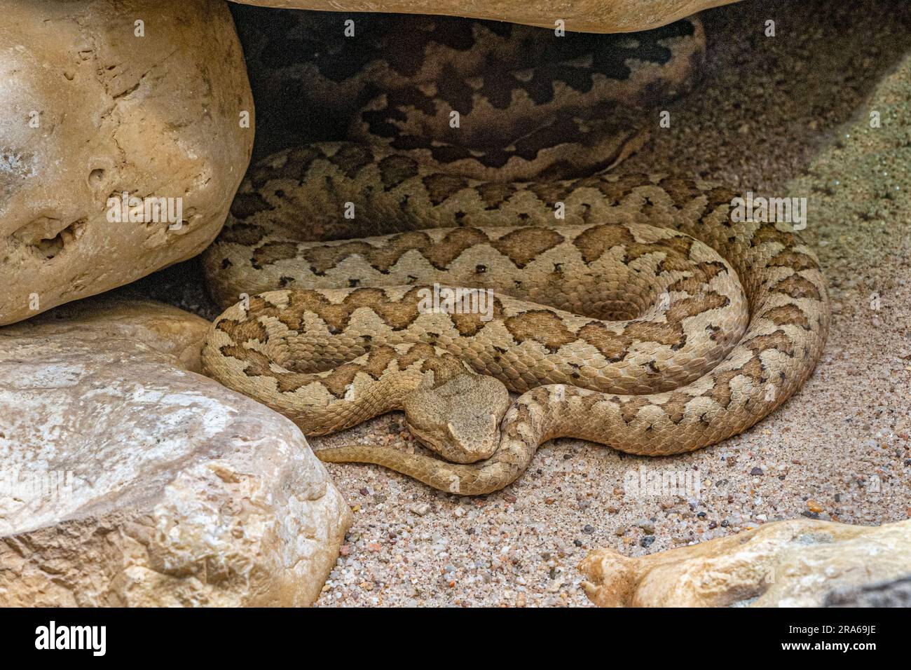 Vipère à cornes, vipère à long nez ou additionneur de sable commun (ammodytes Vipera) Banque D'Images