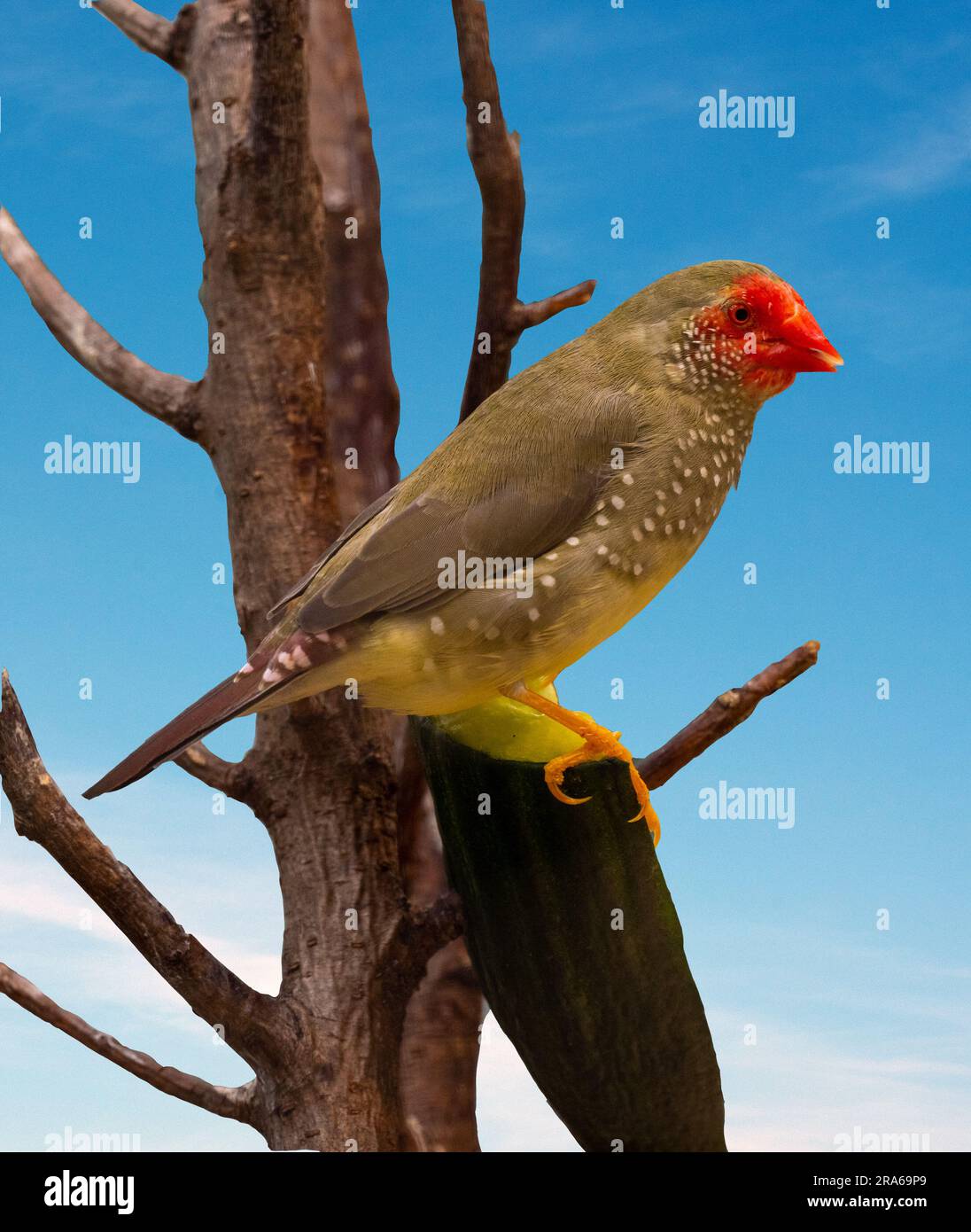 Diamant mandarin (Taeniopygia guttata) Banque D'Images