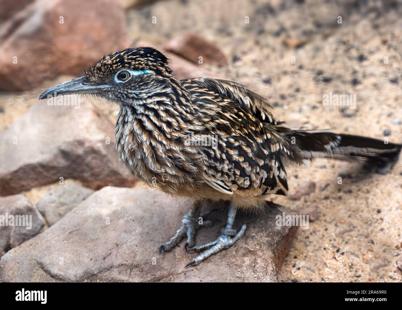 Le grand roadrunner (Geococcyx californianus) est un oiseau à longues pattes de la famille des couckoo Banque D'Images