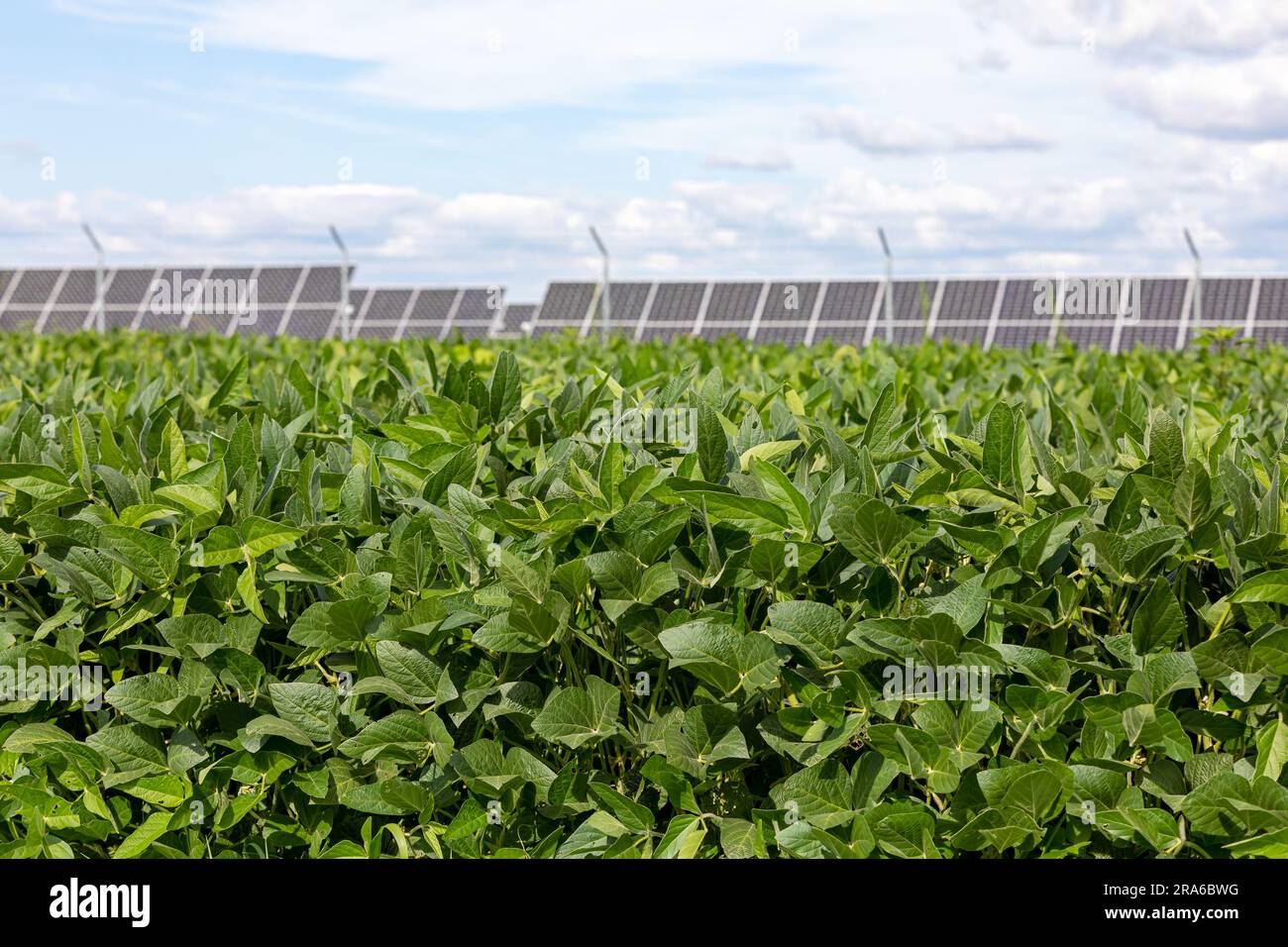 Champ de soja avec ferme d'énergie solaire en arrière-plan. Énergie renouvelable, agriculture et concept agricole. Banque D'Images