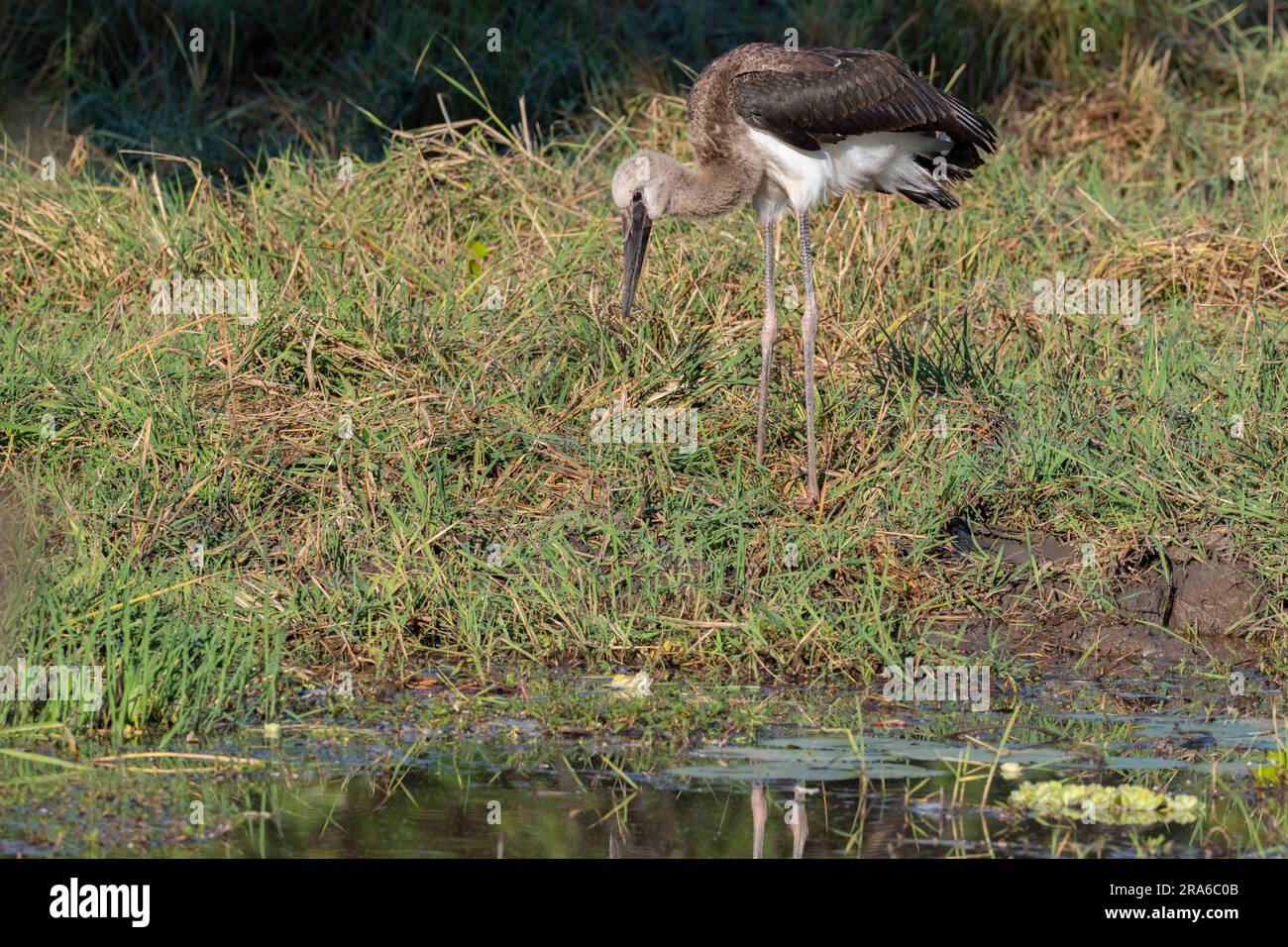 Zambie, Sud Luangwa. Jeune stok de Saddlebill (SAUVAGE: Ephippiorhynchus senegalensis) Banque D'Images