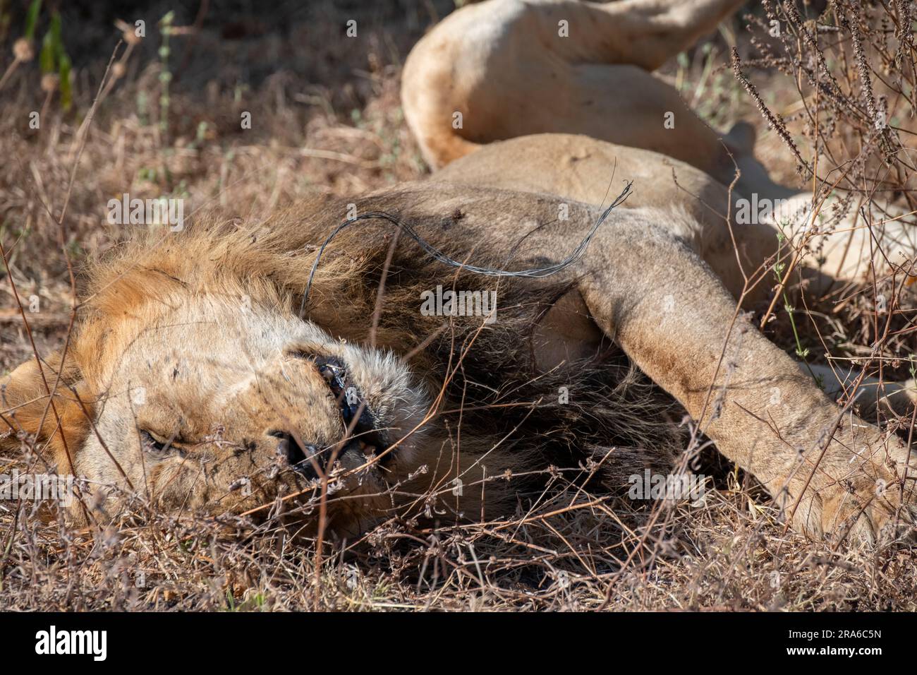 Zambie, Parc national de Luangwa Sud. Lion mâle avec fil de snare autour de son cou. N'est pas mort, a été sauvé. Banque D'Images