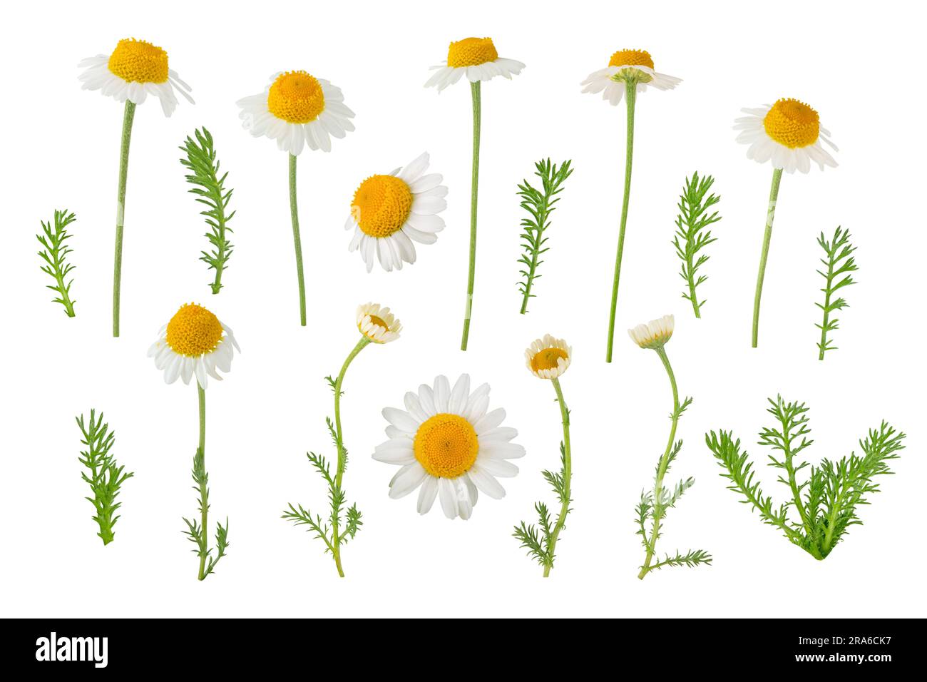 Fleurs, bourgeons et feuilles de camomille isolés sur blanc. Pâquerette blanche en fleur. Chamaemelum nobile plante de médecine de fines herbes. Banque D'Images