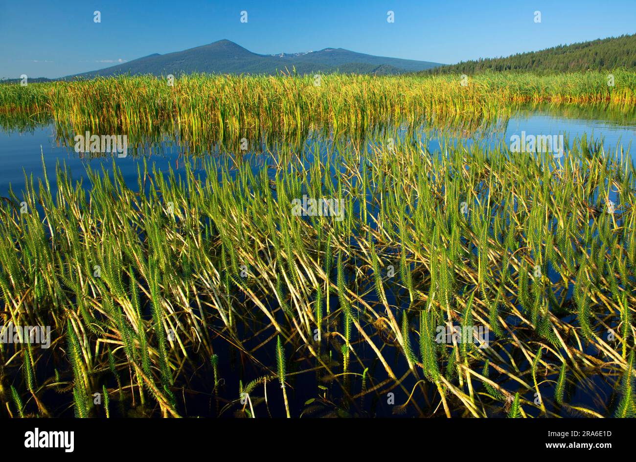 Mare’s-tail (Hippuris vulgaris), refuge national de faune du Klamath supérieur, Oregon Banque D'Images