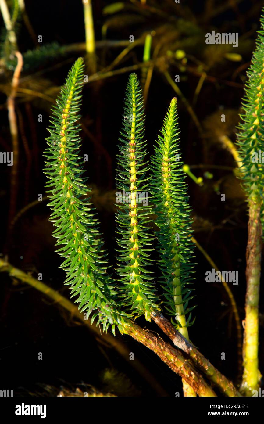Mare’s-tail (Hippuris vulgaris), refuge national de faune du Klamath supérieur, Oregon Banque D'Images
