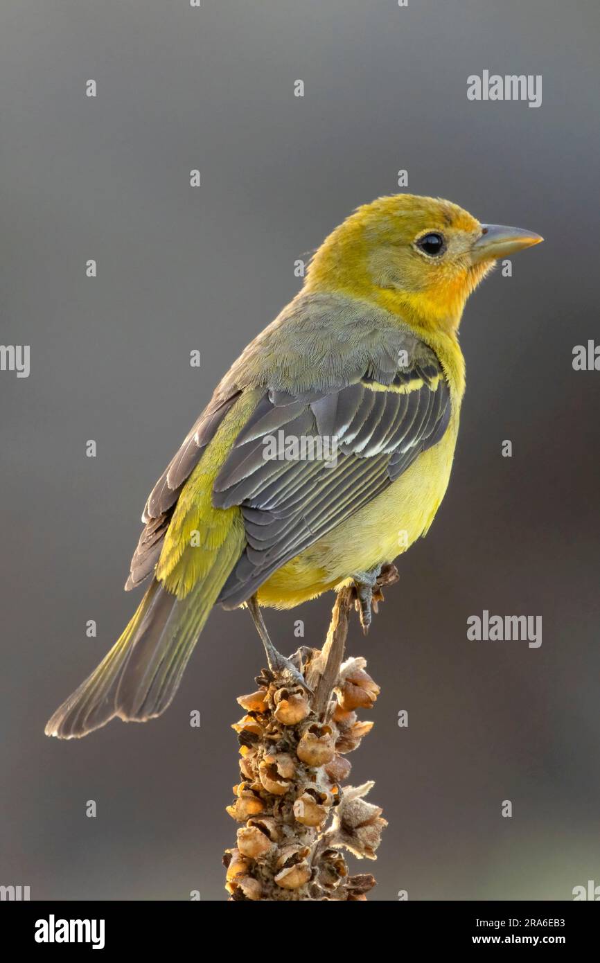 Petit doré (Spinus psaltria), observation des aveugles du lac Cabin, forêt nationale de Deschutes, Oregon Banque D'Images