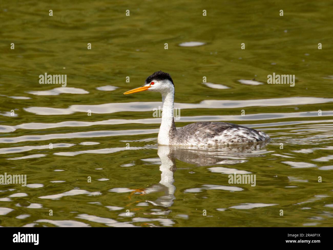 Clark's grebe (Aechmophorus clarkii), Moore Park, Klamath Falls, Oregon Banque D'Images