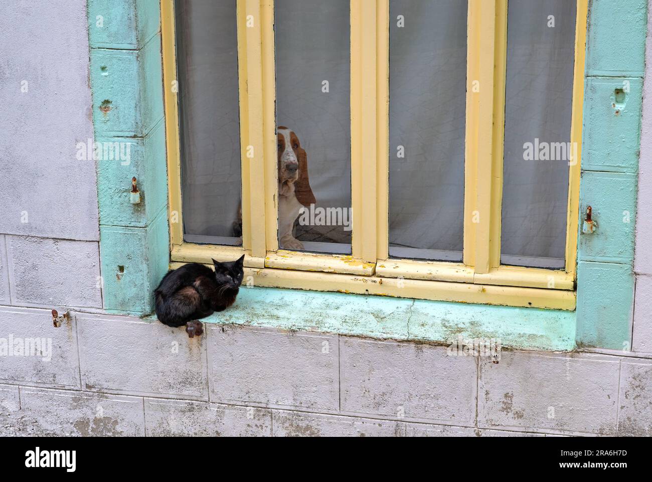 Un chat noir est assis devant une fenêtre et un chien (Basset Hound) est assis derrière la fenêtre Banque D'Images