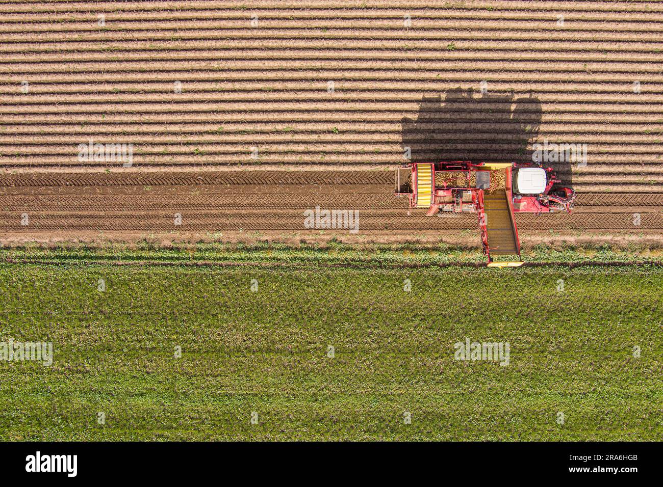 Moissonne les pommes de terre dans le champ. Vue aérienne Banque D'Images
