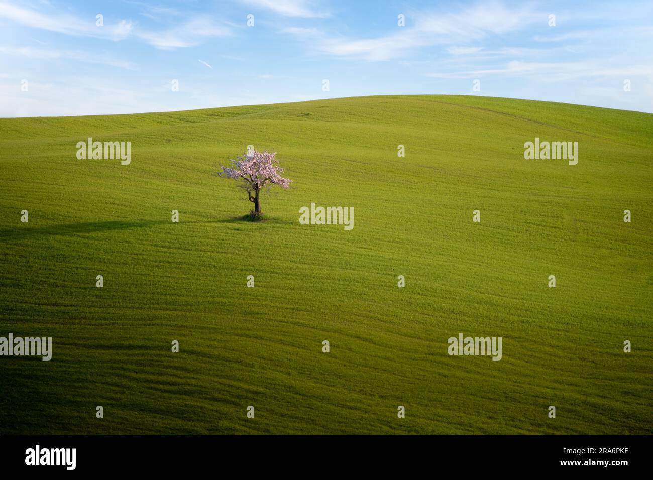 Cerisier solitaire dans une colline de prairie verte Banque D'Images