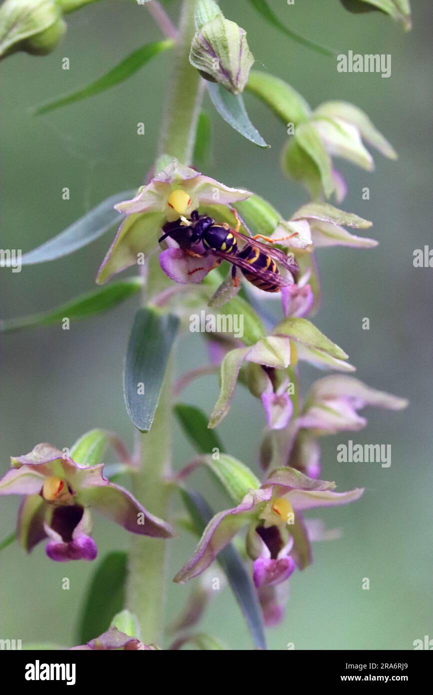 Helleborine à feuilles larges orchidées Banque D'Images